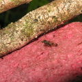 Drosophila neopicta Waikamoi3.jpg