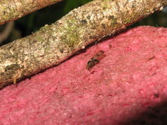 Drosophila neopicta Waikamoi4