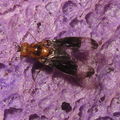 Drosophila nigribasis Kaala 4408