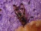 Drosophila nigribasis Kaala 4565