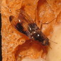 Drosophila nigribasis Kaala 5134