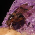 Drosophila nigribasis Kaala 5138.jpg
