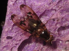 Drosophila nigribasis Kaala 5139