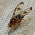 Drosophila nigribasis Kaala 8012