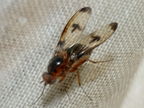Drosophila nigribasis Kaala 8012
