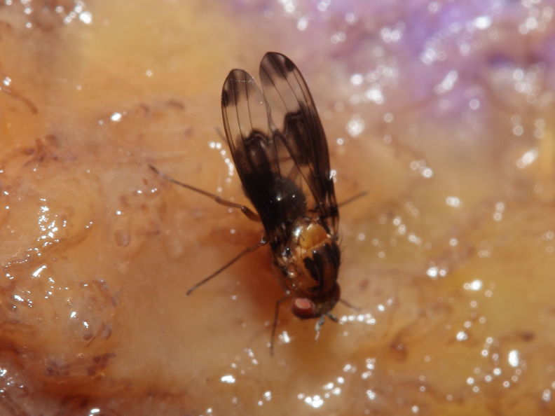 Drosophila nigribasis Kaala 8014.jpg