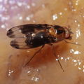 Drosophila nigribasis Kaala 8015