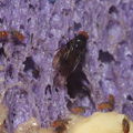 Drosophila nr truncipenna Koloa 9720