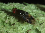 Drosophila nr truncipenna Koloa 9746