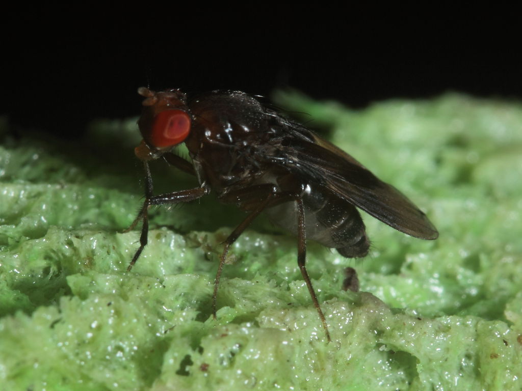 Drosophila nr truncipenna Koloa 9747