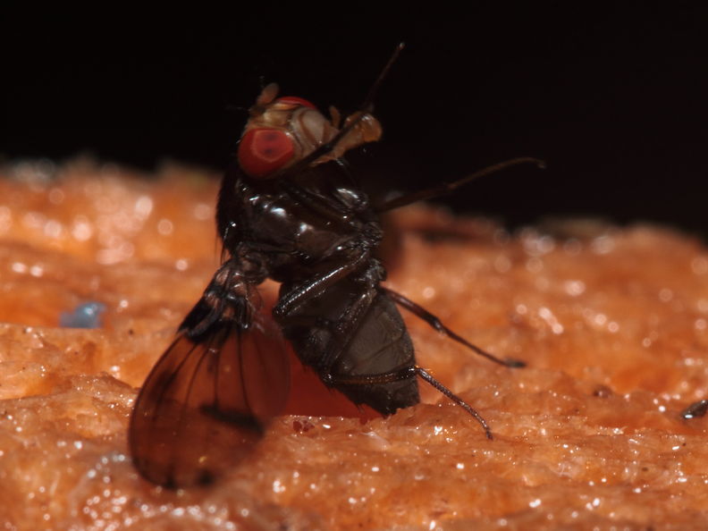 Drosophila nr truncipenna Koloa 9749.jpg