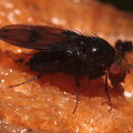 Drosophila nr truncipenna Koloa 9753
