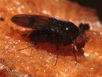 Drosophila nr truncipenna Koloa 9753