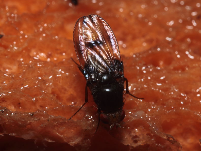 Drosophila nr truncipenna Koloa 9754.jpg