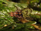 Drosophila oahuensis Kaala 4566