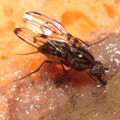 Drosophila oahuensis Kaala 7986
