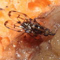 Drosophila oahuensis Kaala 7987