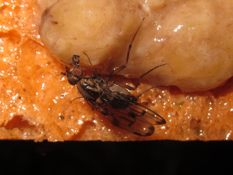 Drosophila oahuensis North Haleauau 5120