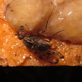 Drosophila oahuensis North Haleauau 5120
