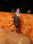Drosophila oahuensis North Haleauau 5121