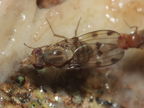 Drosophila obatai Manuwai 1061