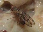 Drosophila obatai Manuwai 1062