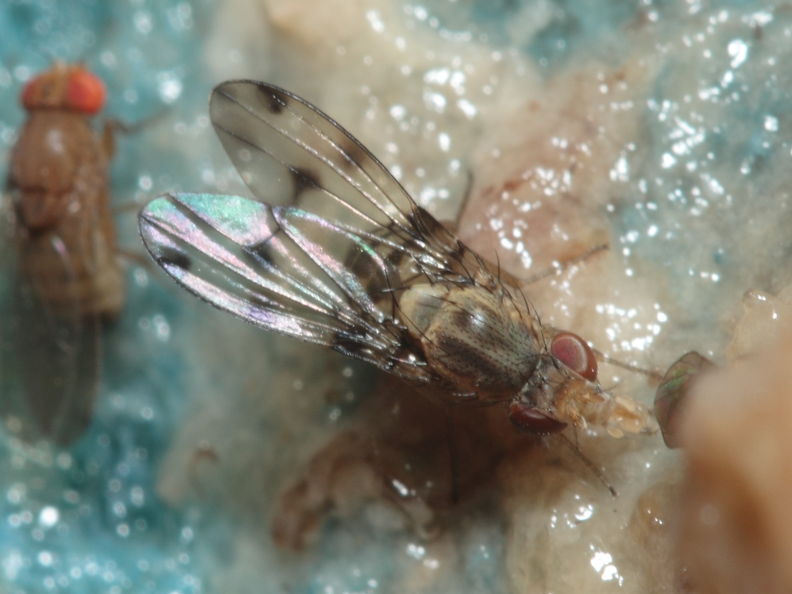 Drosophila obatai Manuwai 1107.jpg