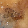 Drosophila obatai Manuwai 4188