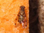 Drosophila obatai Manuwai 4194