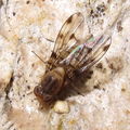 Drosophila obatai Manuwai 4197