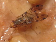 Drosophila obatai Manuwai 5149