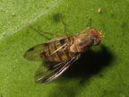 Drosophila obatai Manuwai 5154