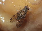 Drosophila obatai Palikea gulch 9657
