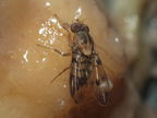 Drosophila obatai Palikea gulch 9659