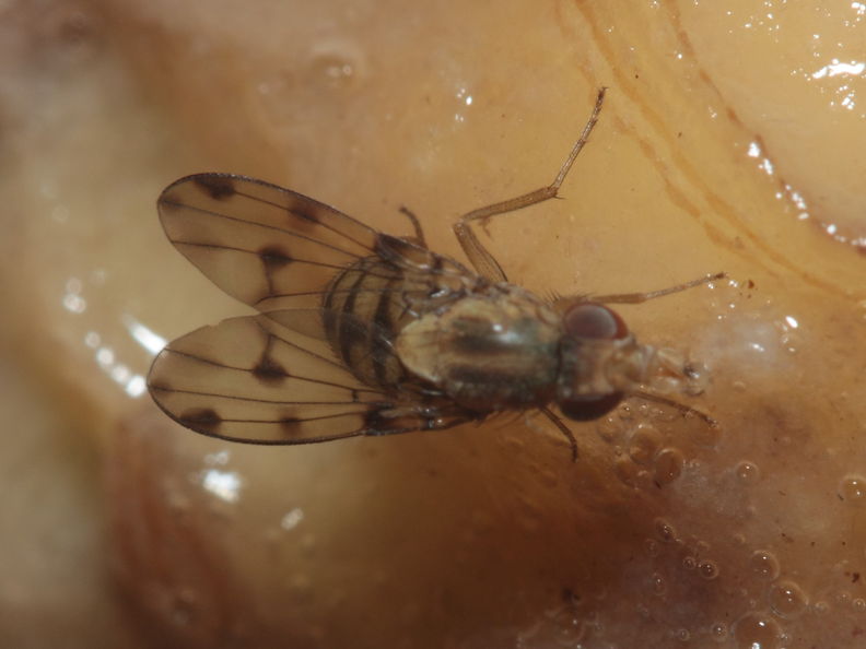 Drosophila obatai Palikea gulch 9660.jpg