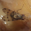 Drosophila obatai Palikea gulch 9660