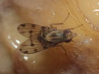 Drosophila obatai Palikea gulch 9661