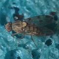 Drosophila obatai Palikea gulch 9663.jpg