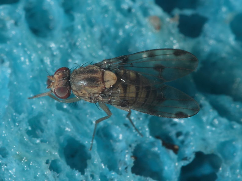 Drosophila obatai Palikea gulch 9665.jpg
