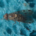 Drosophila obatai Palikea gulch 9665