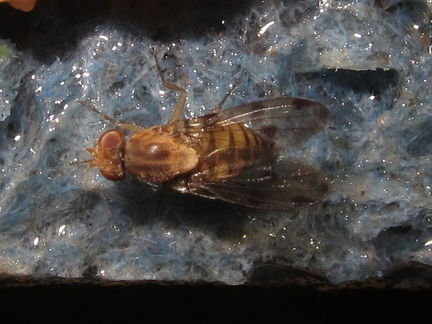 Drosophila obatai Pulee 4221
