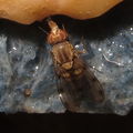 Drosophila obatai Pulee 4223.jpg