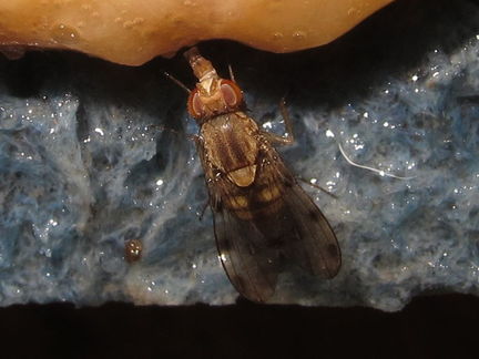 Drosophila obatai Pulee 4223