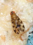 Drosophila ochracea R Road 2479