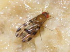 Drosophila ochracea R Road 2482