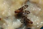 Drosophila ochracea Stainback 3617