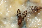 Drosophila ochracea Stainback 3618