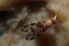 Drosophila ochracea Stainback 3621