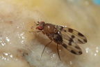 Drosophila ochracea Stainback 3625