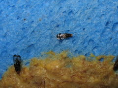 Drosophila ochrobasis Kilohana1